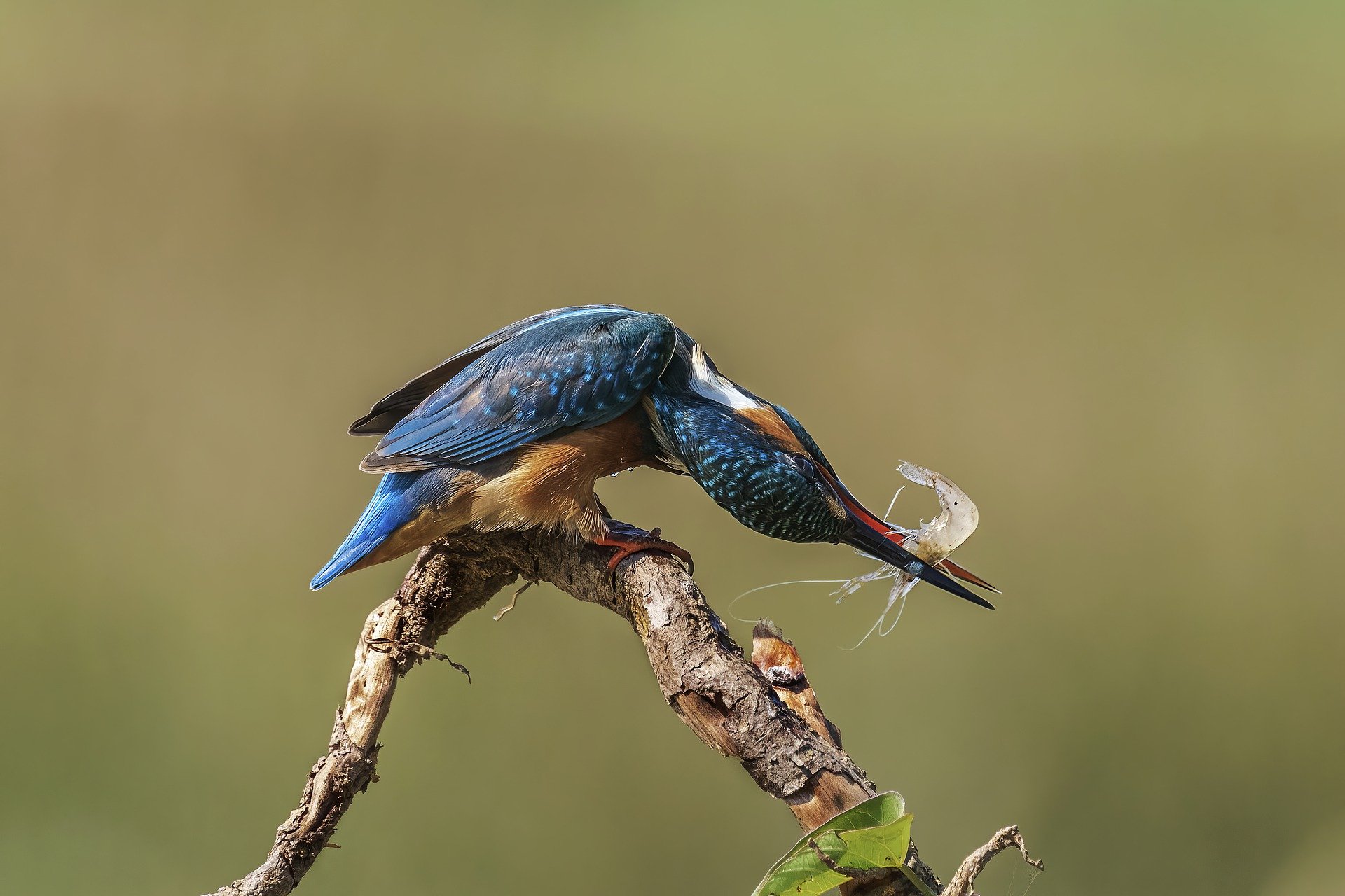 kingfisher-6146356_1920