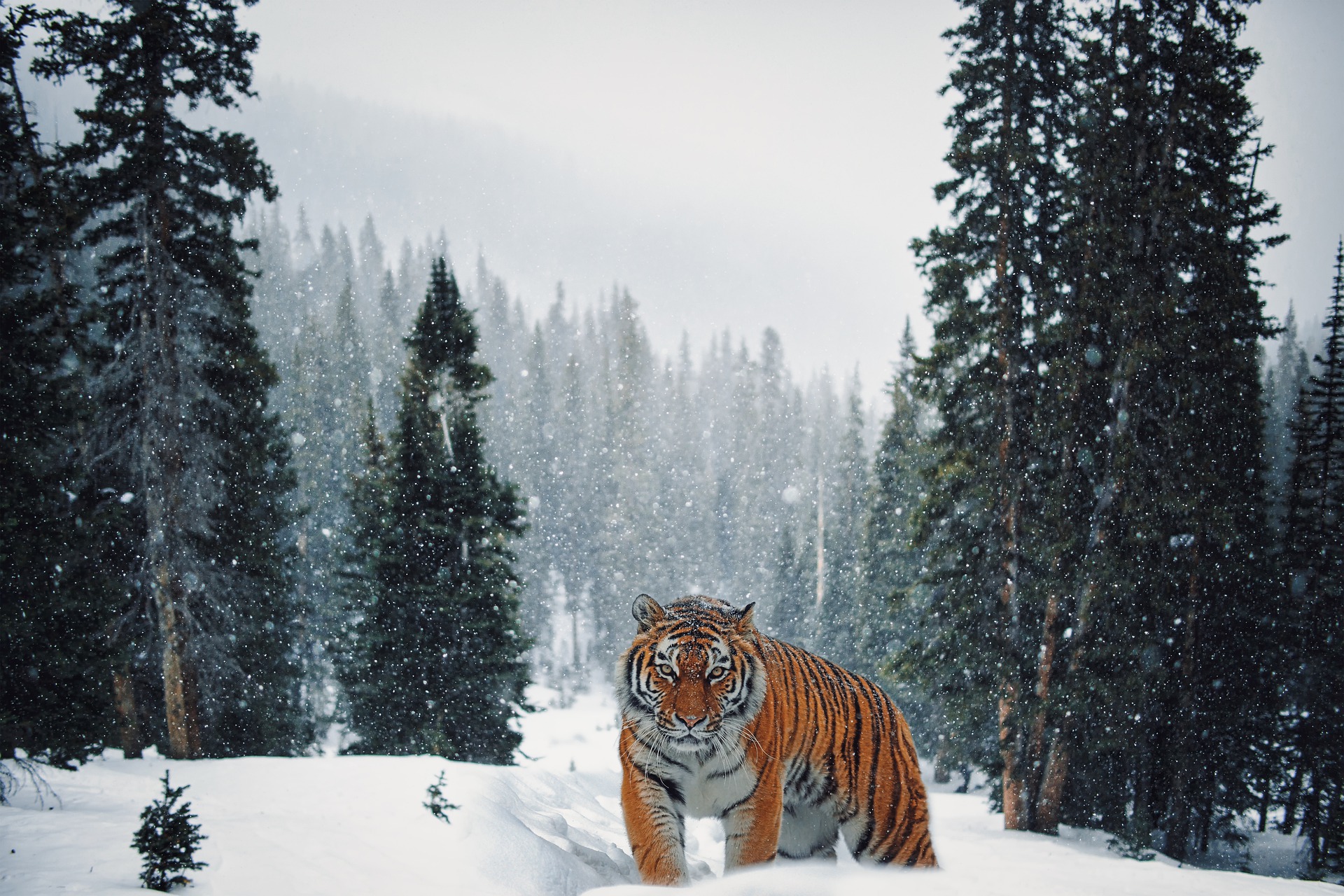 tiger-6175826_1920